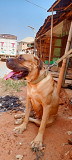 BLESSED DOG KENNEL from Abuja