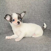 Adorable Chihuahua puppy for adoption Phoenix