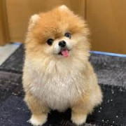Pomeranian puppies for sale very affordable and no shipping fees. from Phoenix