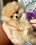 Pomeranian puppies for sale very affordable and no shipping fees. from Phoenix