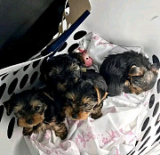 Puppies from Oakland
