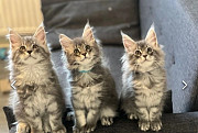 Beautiful Affectionate Maine Coon Kittens London