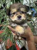 Puppy Dog for Sale Hawalli