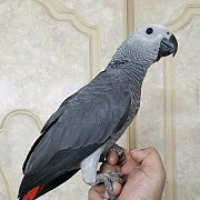 Bonded African Grey Parrots available for loving Homes Toronto