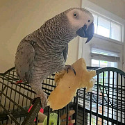 Bonded African Grey Parrots available for loving Homes Toronto