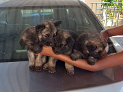 Purebred german shepherd puppies Durban