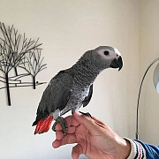 Congo African Grey Parrots Ready Now Halifax