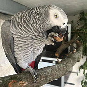 Congo African Grey Parrots Ready Now Halifax