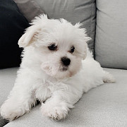 Purebred Maltese Puppies for Sale Toronto