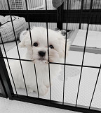 Purebred Maltese Puppies for Sale Toronto