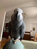 Buy african grey parrots from Dubai