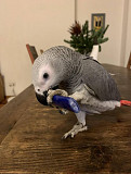 Buy african grey parrots from Dubai