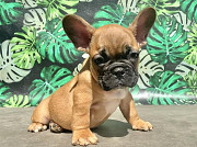 French Bulldog puppies for rehoming Kahului
