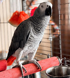 We have African Grey Parrots for adoption from Quebec