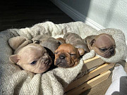 French Bulldogs For Sale from Los Angeles