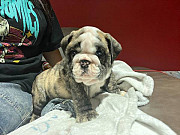 English Bulldogs puppies from Los Angeles