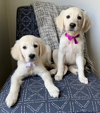 Beloved Golden Retriever Puppy in Tennessee: Your Furry Companion Awaits! from Nashville
