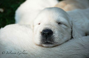 Indiana's Golden Retriever Puppies: Beyond Retrieval! from Bedford