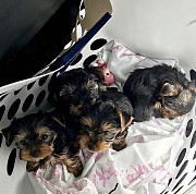 Yorkshire terrier puppies for adoption from Edmonton