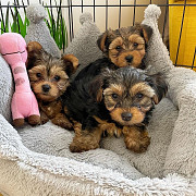 Teacup Yorkie puppies for Adoption from Belfast