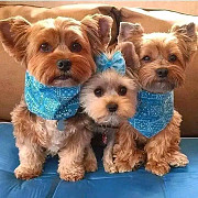 Teacup Yorkie puppies for Adoption from Belfast