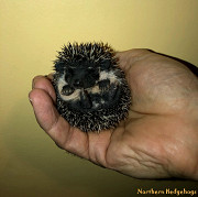 Baby Hedgehogs from Ethical Breeder Waterloo