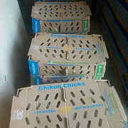 Olam Chicken And Fish Feeds Production Lagos