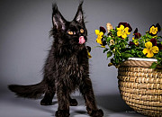 Maine Coon Kittens Michigan: Intelligent Feline Friends at Mega Coons from Milton