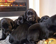 This are legitimate puppies please do take good care of them once you purchase one from Ottawa