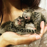 Adorable well-trained marmosets monkey from Phoenix