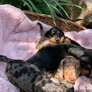 Miniature Dachshund puppies from Denver