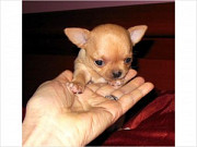 Stunning chihuahua puppies from Sydney