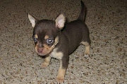 Stunning chihuahua puppies from Sydney