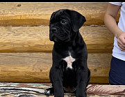 Stunning Cane Corso Puppies from Darwin