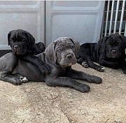 Stunning Cane Corso Puppies from Darwin