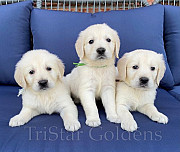 Golden Retriever Puppies for Sale: Find Your Forever Friend Nashville