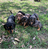 Puppies for sale Denver