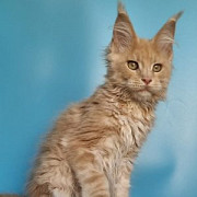Maine Coon Kittens for Sale Wisconsin: Get a Cuddly and Loving Kitten Milton