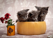 Maine Coon Kittens for Sale in Michigan: Find Your Perfect Feline Companion Milton