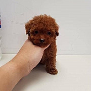 Adorable teacup Poodle Puppy For Adoption from London