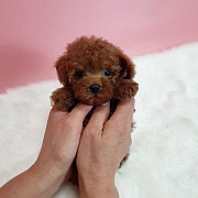 Adorable teacup Poodle Puppy For Adoption from London