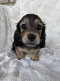 Dashund puppies from Texas City