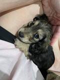 Dashund puppies from Texas City