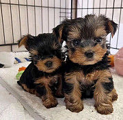 Purebred Yorkie puppies for adoption Salem