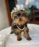 Adorable male and female Yorkie puppies for adoption from Lincoln
