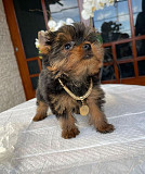 Adorable male and female Yorkie puppies for adoption from Lincoln