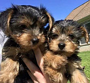 Yorkie Puppies for Giveaway Toronto