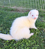 Ferret from Mead Valley