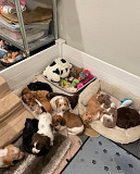Miniature Dachshund dapple puppies from Albany