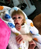 Capuchin baby monkeys from Denver